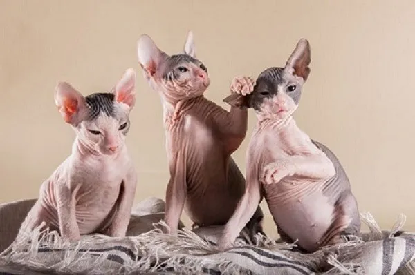 Mèo Sphynx với làn da nhăn nheo không lông đặc trưng