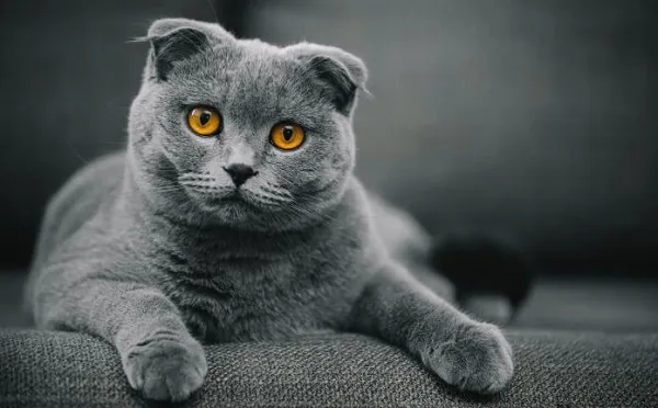 Mèo Scottish Fold với đôi tai cụp xuống đặc trưng