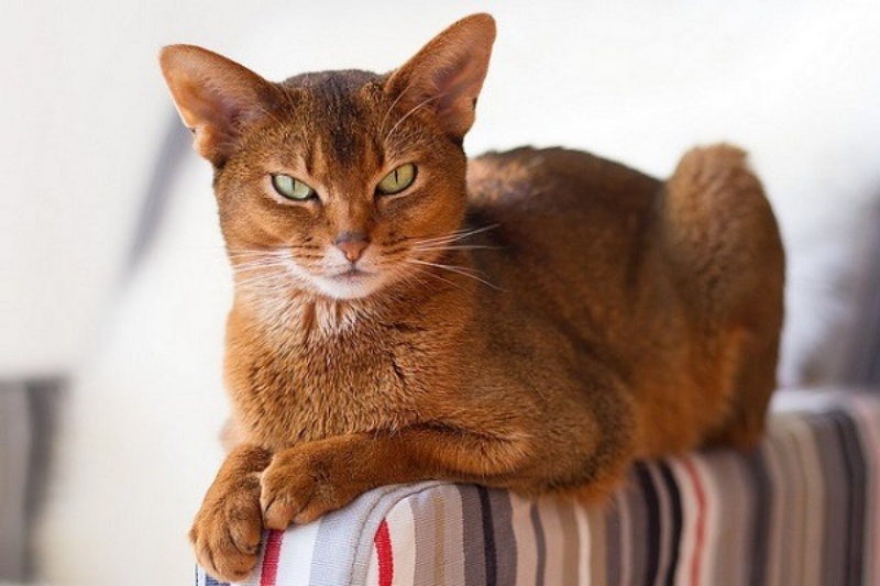 Mèo Lông Ngắn Abyssinian –
