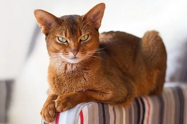 Giống mèo thông minh Abyssinian