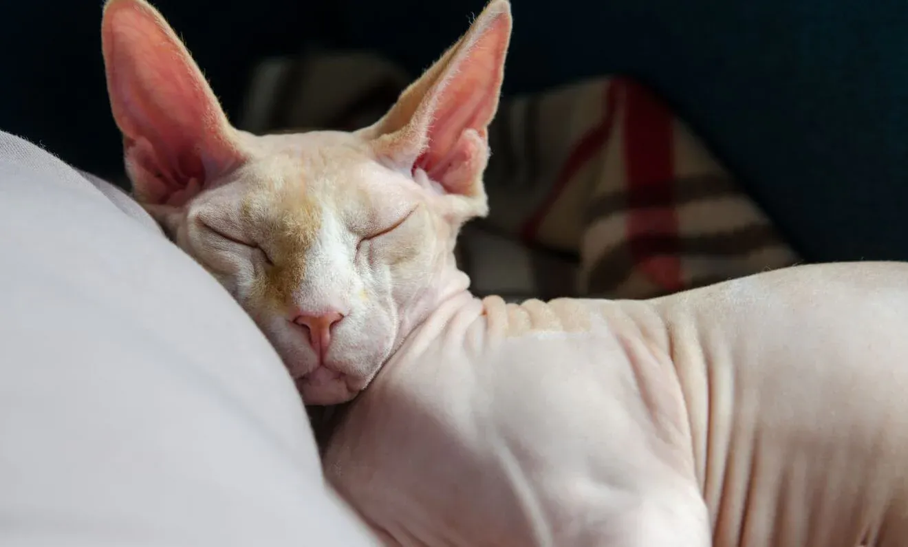 Mèo Sphynx với thân thể không lông và da nhăn đặc trưng
