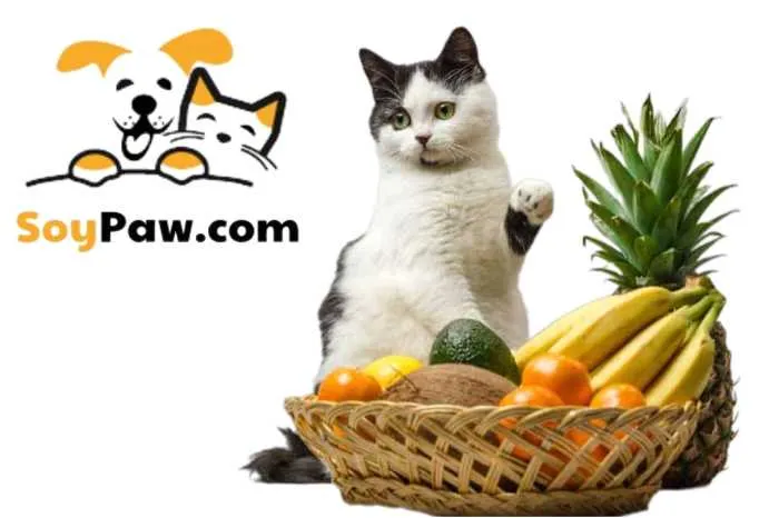 mèo ăn được mít không