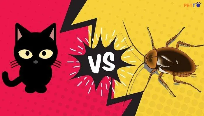 Mèo ăn gián có nguy hiểm không?