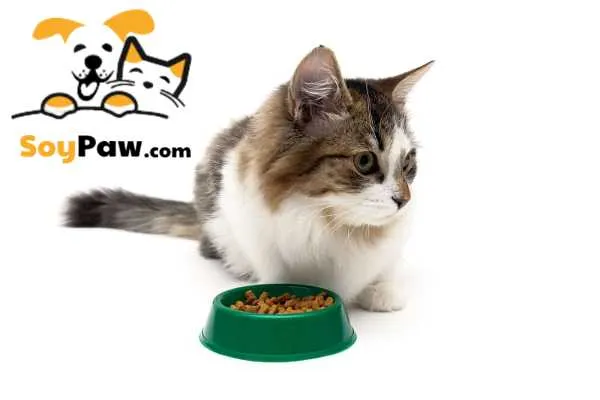 mèo ăn ít ngủ nhiều