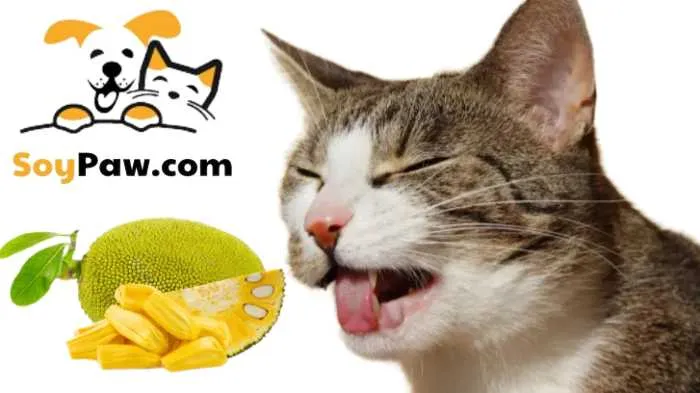 mèo ăn mít được không