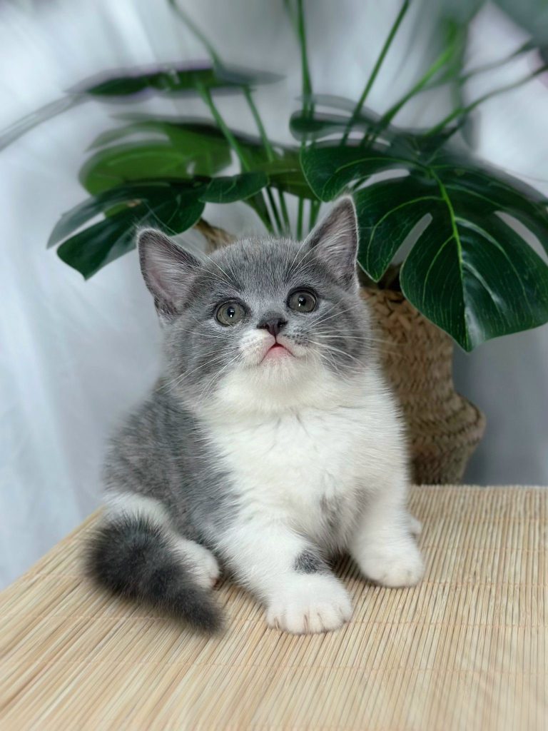 Mèo Anh Lông Ngắn