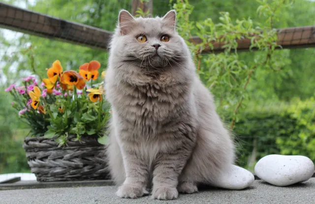 Mèo Anh lông dài (nguồn sưu tầm)