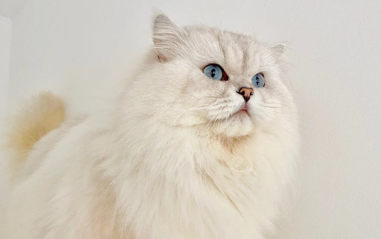 Mèo Anh lông dài với đầu tròn, mắt to và bộ lông mềm mại