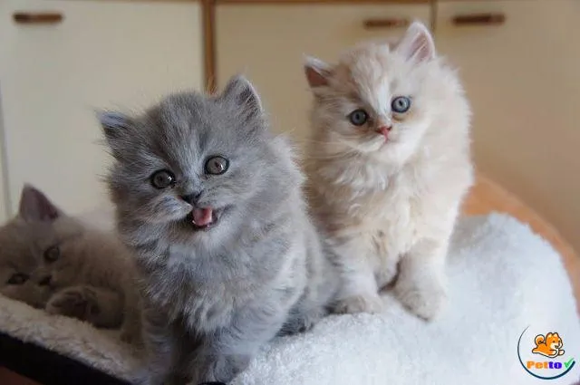 Các sắc thái màu sắc đa dạng của giống mèo Anh lông dài