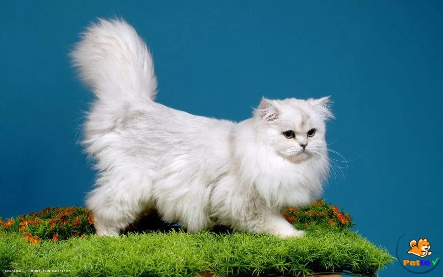 Mèo Anh lông dài với ánh mắt hút hồn và bộ lông trắng muốt