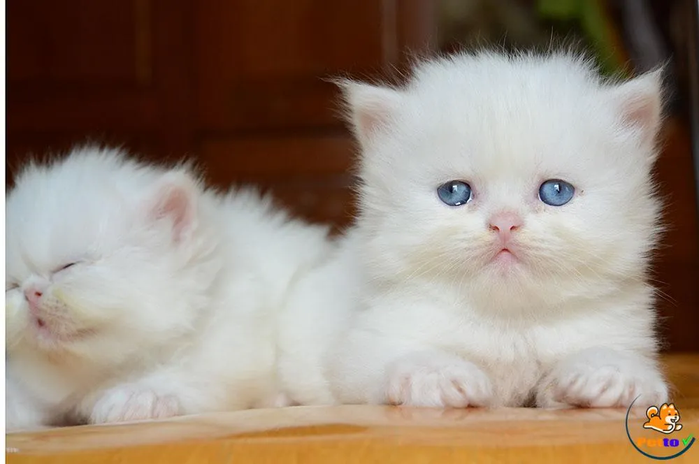 Một bé mèo Anh lông dài con xinh xắn đang tìm chủ nhân mới