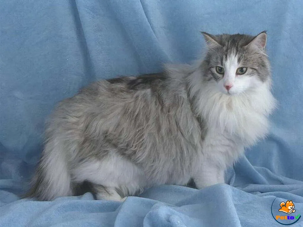 Các loại hạt khô và thực phẩm dinh dưỡng phù hợp cho mèo