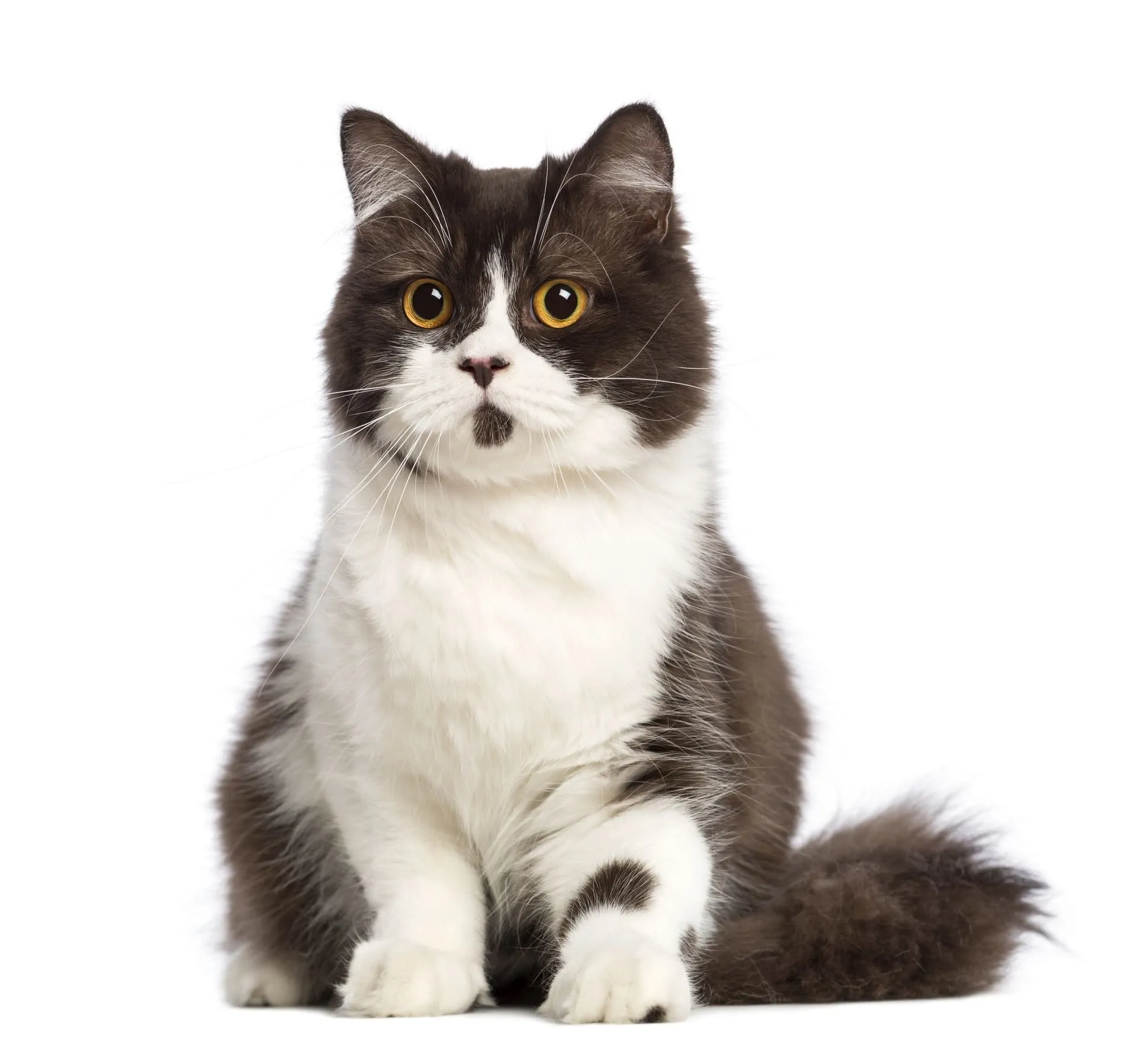 Mèo Anh lông dài có bộ lông dài và mềm mại