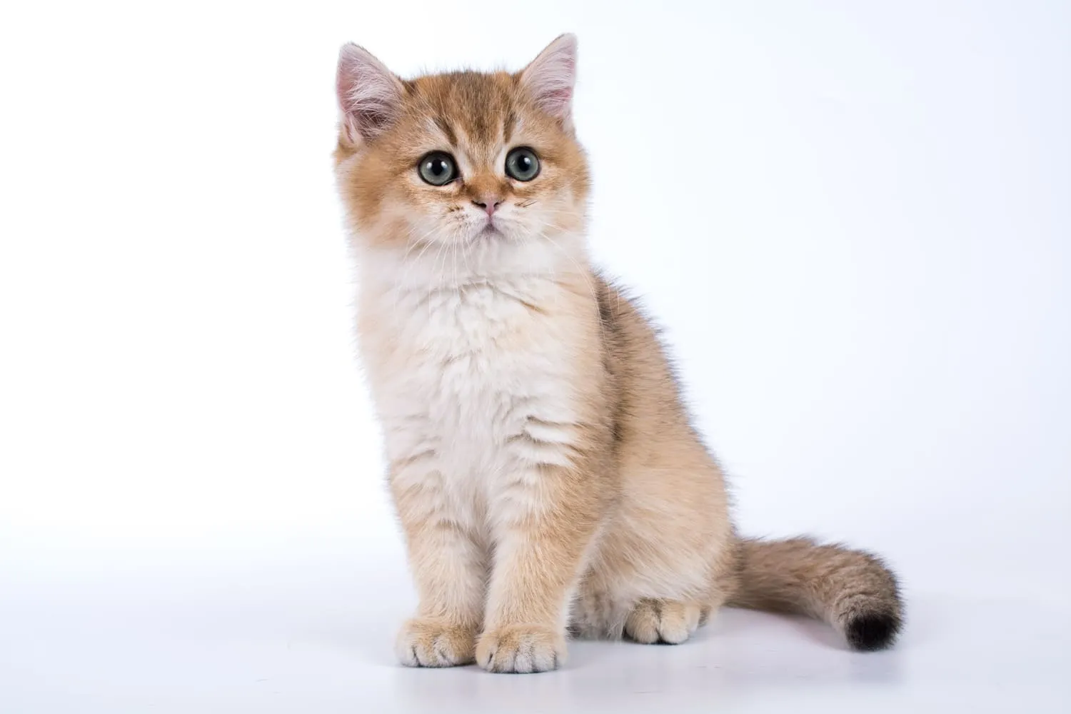 Mèo Anh nhẹ nhàng, tình cảm