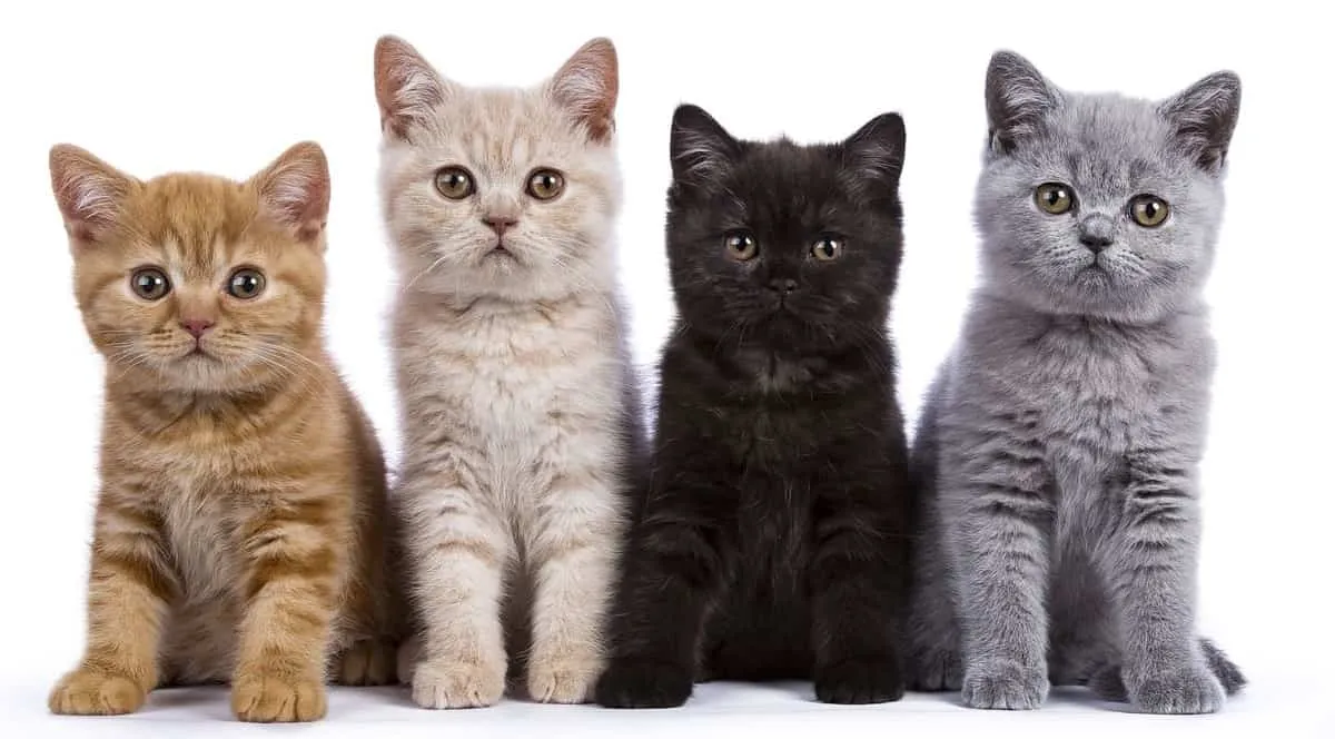 Chọn mèo Anh có thân hình chắc khỏe và mắt sáng