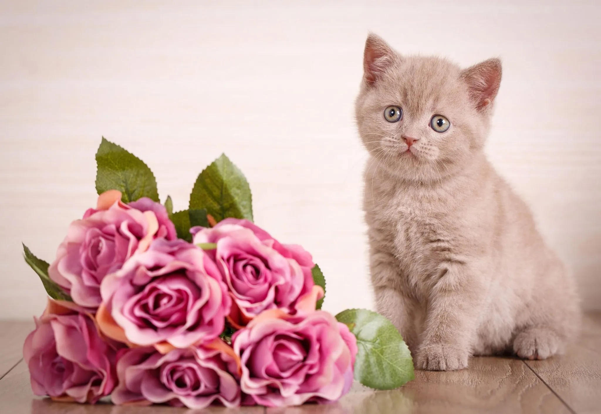 Mèo Anh có tính cách ôn hòa, phù hợp với cuộc sống đô thị