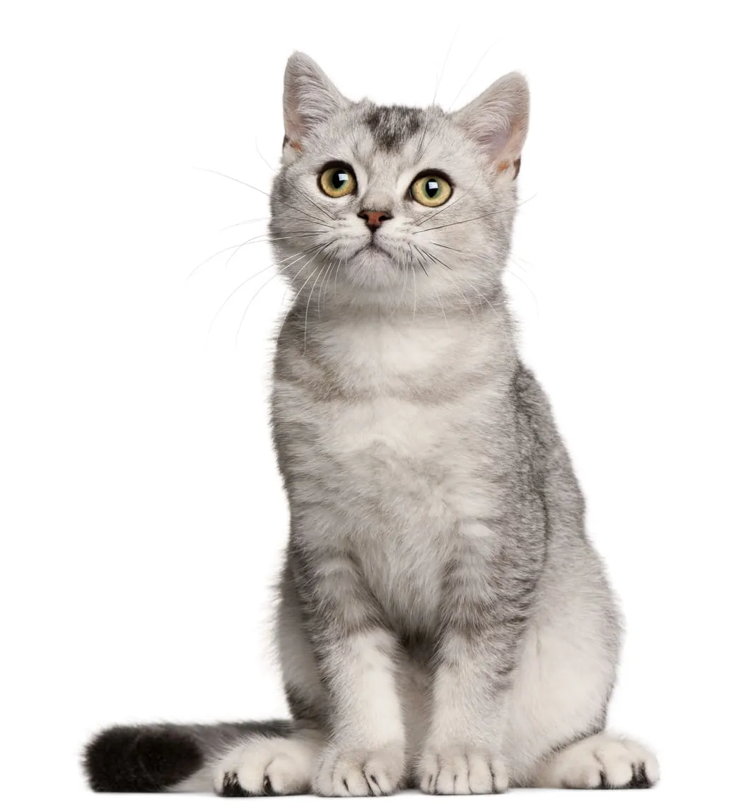 cách chăm sóc và nuôi dưỡng mèo anh lông ngắn vàng