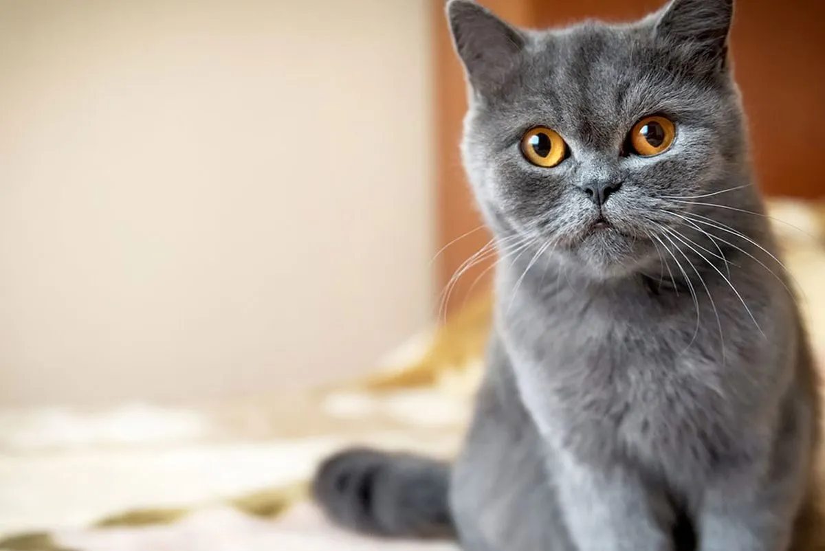 Mèo Anh lông ngắn với bộ lông dày, mặt tròn đặc trưng