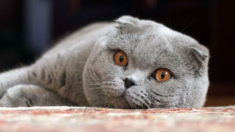 Mèo Anh Lông Ngắn Lai – Đẹp, Hiền Và Giá Dễ Tiếp Cận