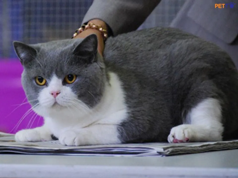 mèo anh lông ngắn màu bicolor là giống mèo anh được rất nhiều người ưa chuộng