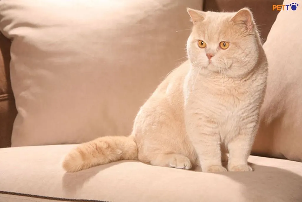 Mèo Anh lông ngắn cream với màu kem nhạt