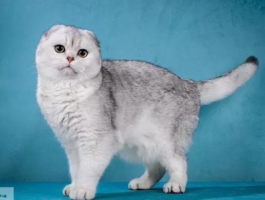 Mèo Anh Lông Ngắn Tai Cụp