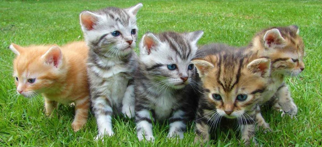 Mèo Ba Tư – Vẻ Đẹp Quý Phái và Ấm Áp