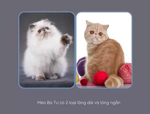 Hai biến thể phổ biến nhất của mèo Ba Tư là dòng lông dài và lông ngắn