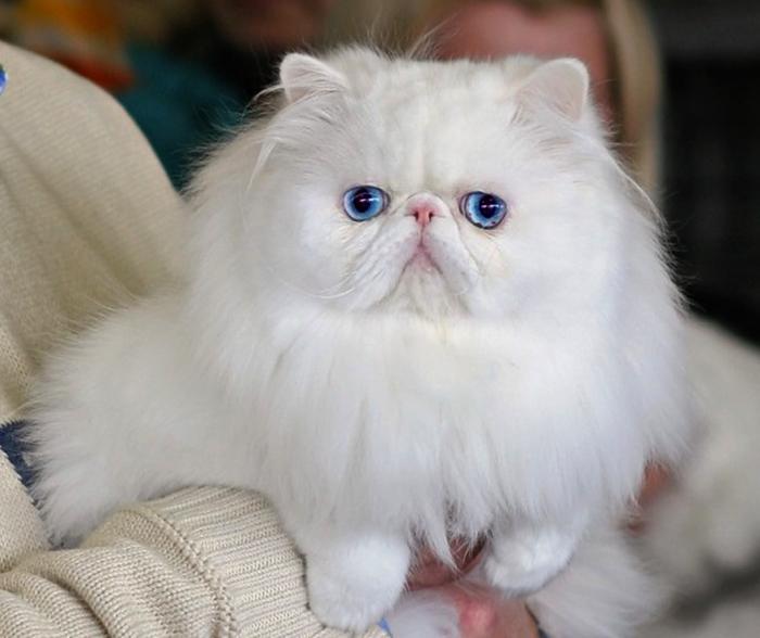 Mèo Ba Tư Mặt Tịt Lông Trắng