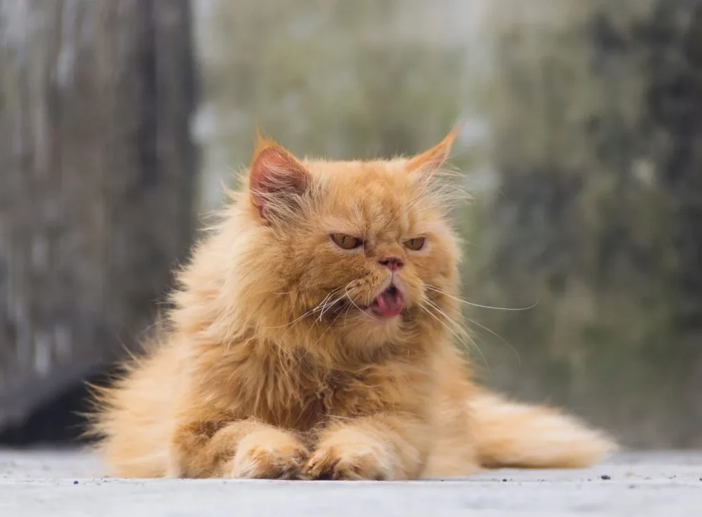 Mèo Đang Bị Căng Thẳng