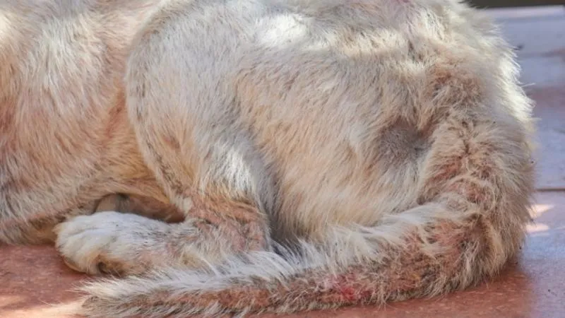 Bệnh nấm mèo có thể lây sang người thông qua tiếp xúc trực tiếp