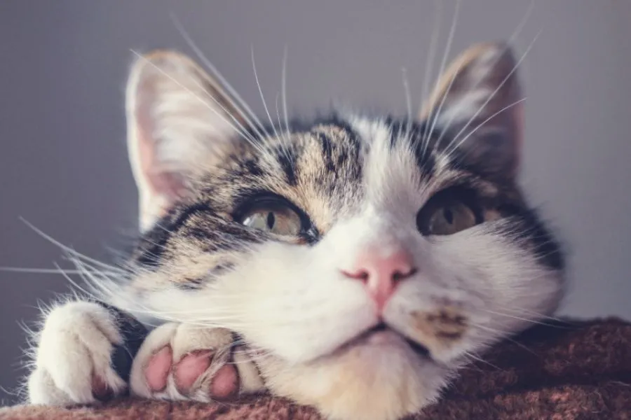 Chấn thương vùng miệng là nguyên nhân phổ biến khiến mèo bị sưng môi dưới