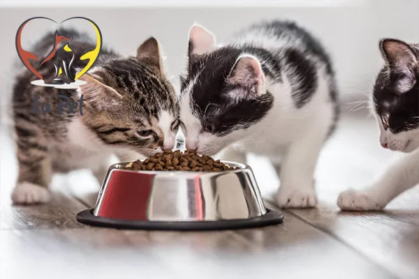 Cần làm gì khi mèo bị tiêu chảy nhưng vẫn ăn uống bình thường?