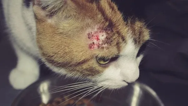 Mèo bị viêm da