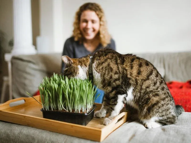 Cỏ mèo giúp loại bỏ cục lông tự nhiên