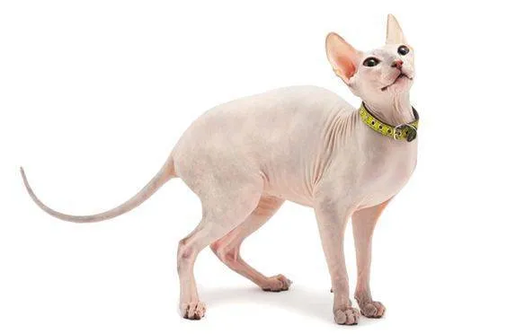 Sphynx thuộc top những mèo con dễ thương nhất thế giới