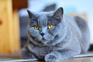 Mèo Chartreux Là Mèo Gì? Đặc Điểm, Tính Cách, Cách Nuôi & Giá Bán