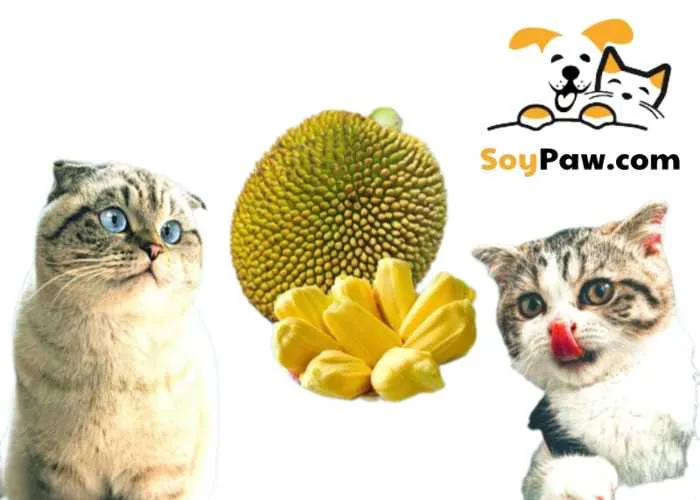 mèo có ăn mít được không