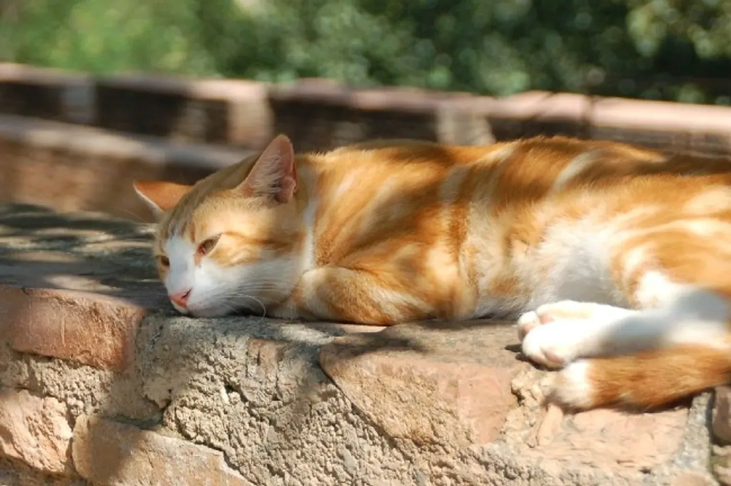 Lông mèo giúp làm ấm vào mùa đông và làm mát vào mùa hè