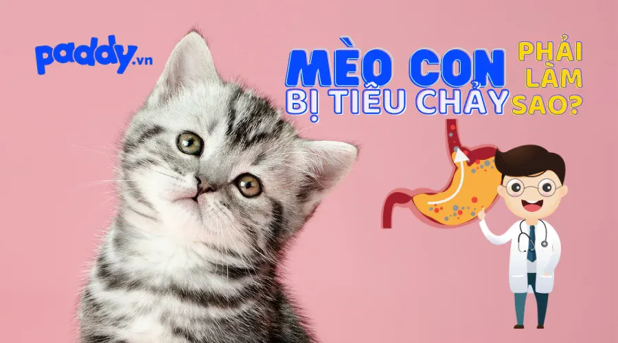 Mèo con có biểu hiện mệt mỏi và ủ rũ do tình trạng đi ngoài phân lỏng kéo dài