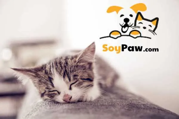 mèo con ngủ nhiều ăn ít