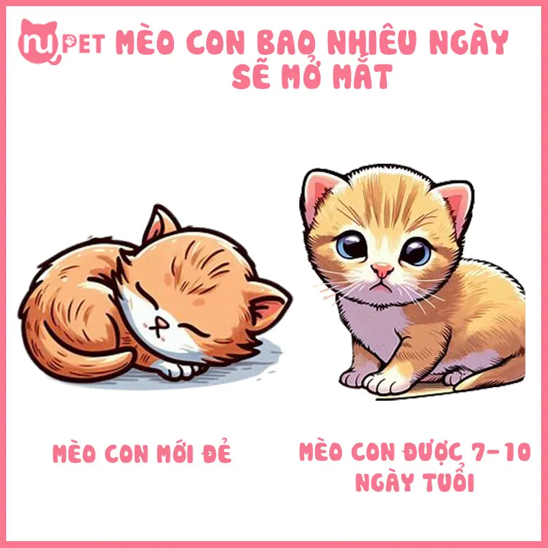 Mèo con sơ sinh với đôi mắt nhắm kín