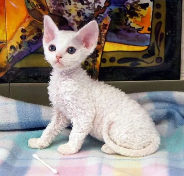 Mèo Cornish Rex