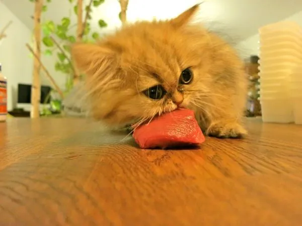 Mèo gặp khó khăn trong việc di chuyển khi có tổn thương vùng xương chậu