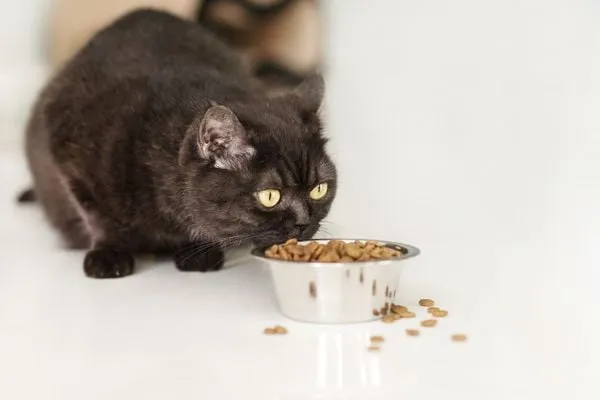 Kiểm tra sức khỏe định kỳ là cách tốt nhất để phòng bệnh cho thú cưng