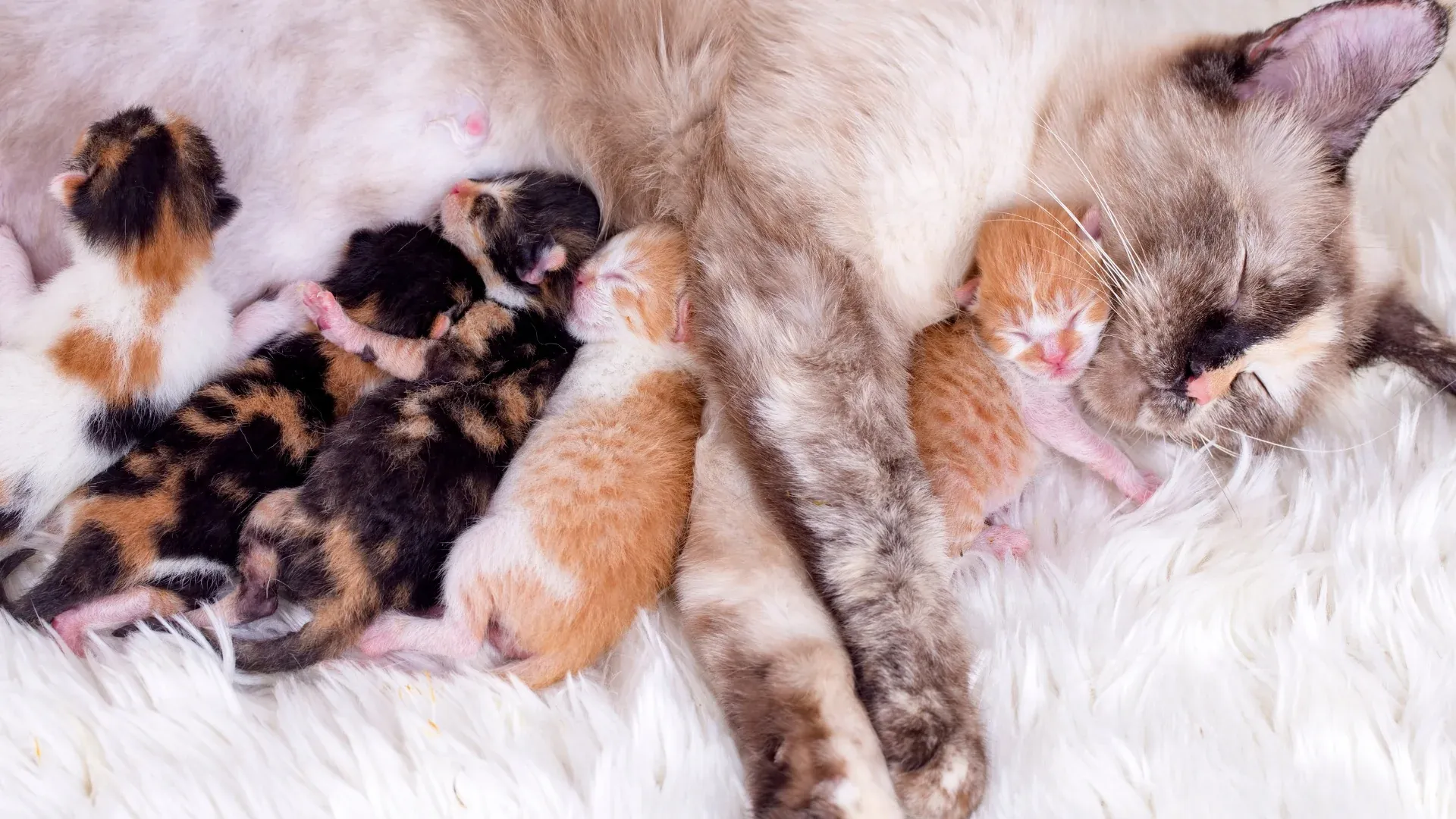 Mèo mẹ ăn thịt con của chính nó do bị stress căng thẳng