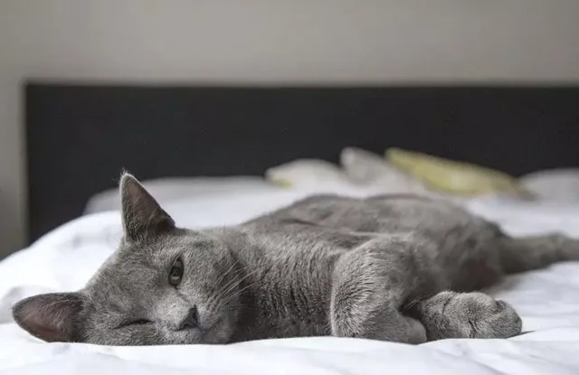 Mèo nằm yên là dấu hiệu của sự kiểm soát bản thân