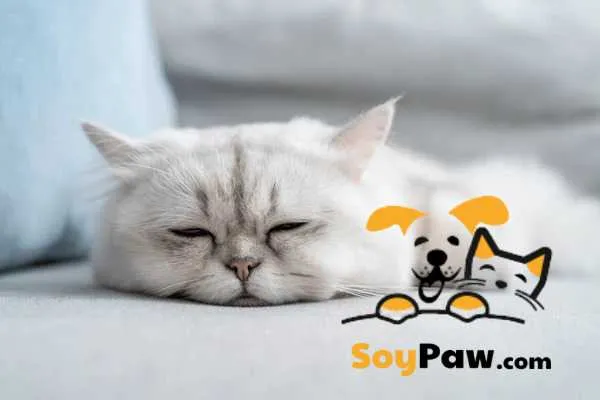 mèo ngủ nhiều ăn ít