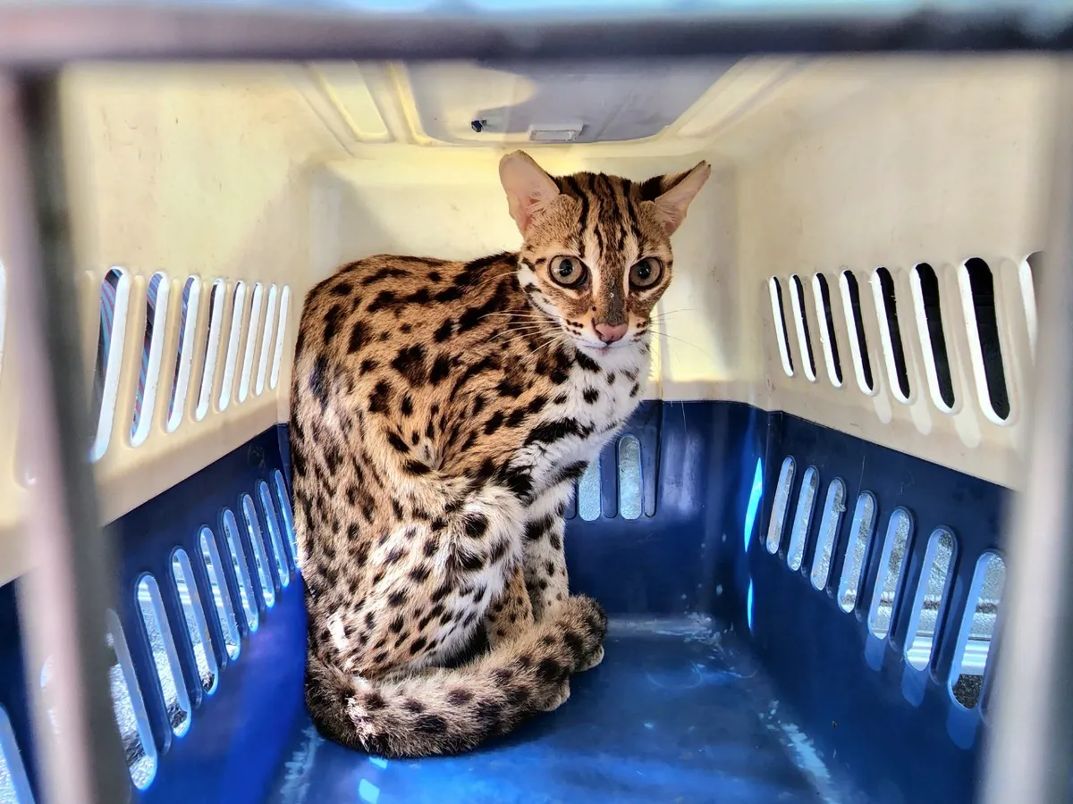 Con mèo rừng Chi cục Kiểm lâm TP.HCM tiếp nhận từ một người tự nguyện giao nộp