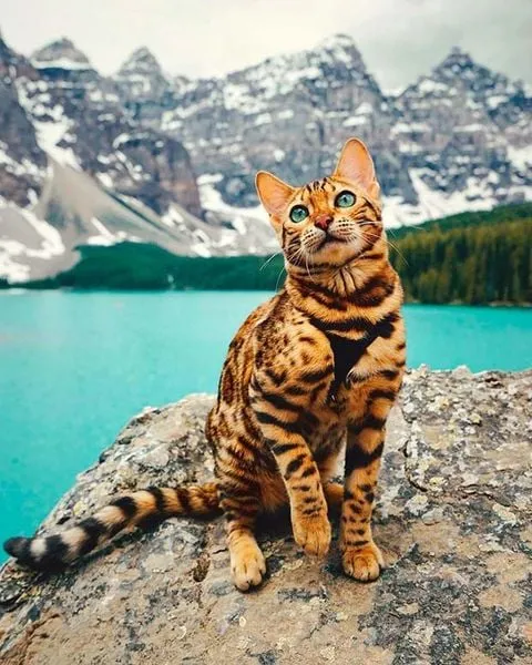 Mèo Bengal